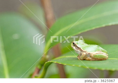 ニホンアマガエル 3625067