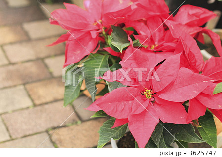 ポインセチア 3625747