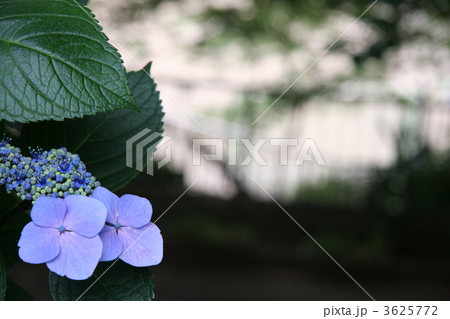 ガクアジサイ 3625772