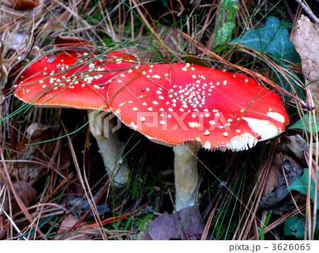 散歩道 散歩道 3626065