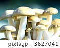 群馬産ぶなしめじ 3627041