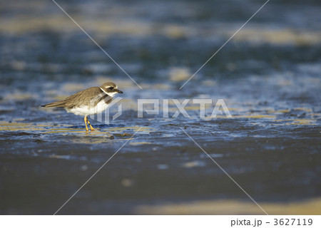 ハジロコチドリ ハジロコチドリ 3627119