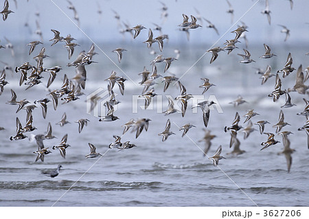 シギの群れの飛翔 3627206