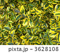 はっさく42 3628108