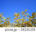 はっさく43 3628109