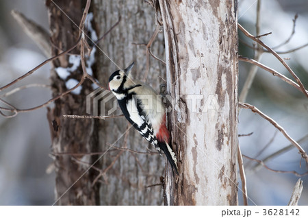 アカゲラ 3628142