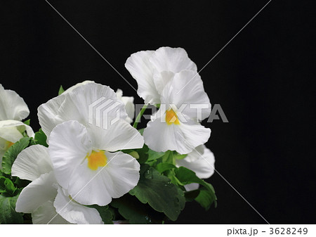 白のパンジー 白のパンジー 3628249
