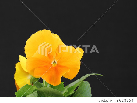 鮮やかなオレンジ色のパンジー 鮮やかなオレンジ色のパンジー 3628254