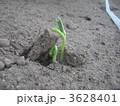 インゲンの発芽 3628401
