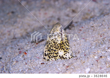 モンヒモウミヘビ モンヒモウミヘビ 3628646
