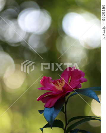 神戸　奥須磨公園のサザンカ 3629169