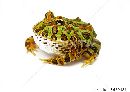 ベルツノガエル 3629481