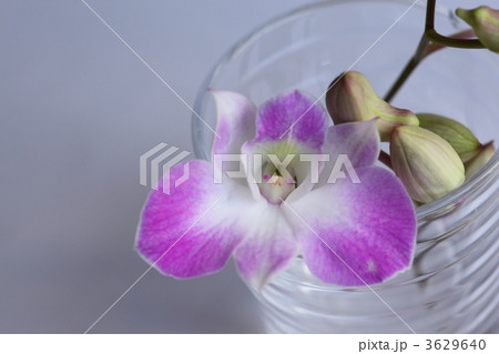 デンファレ デンドロビューム デンドロビウム ファレノプシスの写真素材