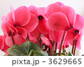 シクラメン 3629665