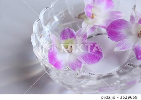 デンファレ デンドロビューム デンドロビウム ファレノプシスの写真素材