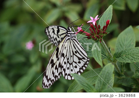 オオゴマダラ オオゴマダラ 3629868