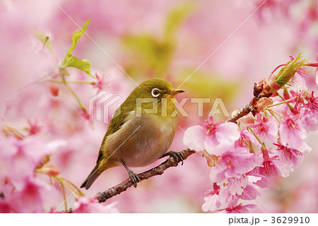 メジロ 春 桜の写真素材