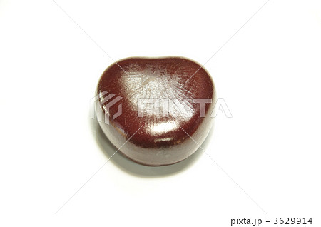 藻玉　別名「幸福の豆」 3629914