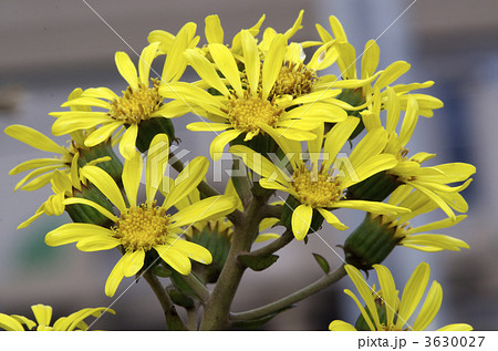 ツワブキ 3630027