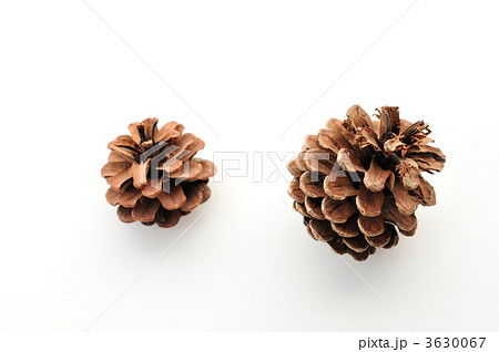 松ぼっくり（秋イメージ） 3630067