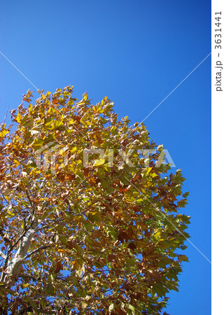 すずかけの木の紅葉 すずかけの木の紅葉 3631441