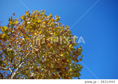 すずかけの木の紅葉 3631444