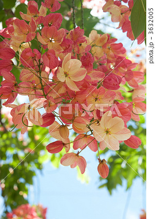 レインボーシャワーツリーの花の写真素材
