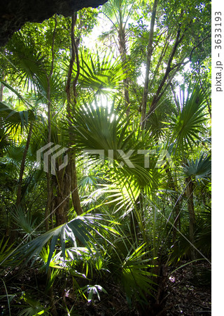 Jungle background 3633193