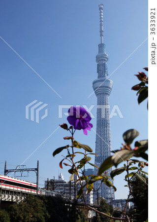 東京スカイツリーと列車と紫色の花 シコンノボタンの写真素材