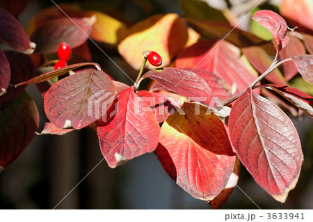 ハナミズキの赤い実と紅葉 3633941