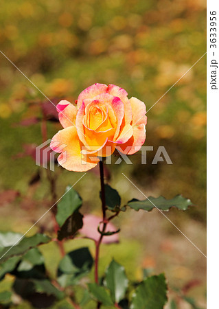 黄色からオレンジ・朱赤へ変化する薔薇の花・リオサンバの写真素材