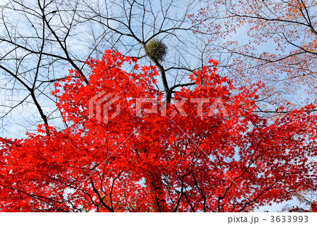 平林寺のモミジの紅葉と木の上のヤドリギ 3633993