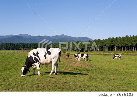 乳牛 乳牛 3636102