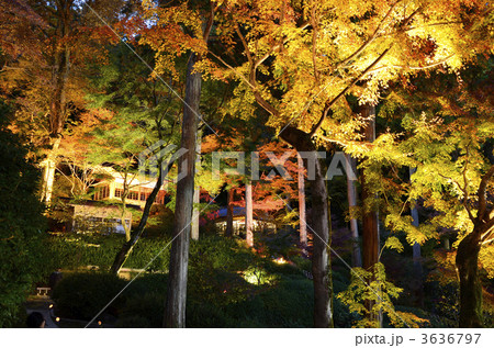 夜の紅葉 3636797