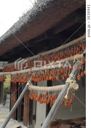 塩山甘草屋敷の干し柿作り 塩山甘草屋敷の干し柿作り 3636941