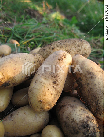 メークイン(縦) メークイン(縦) 3637063