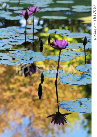 紅葉の水面に睡蓮 3637067