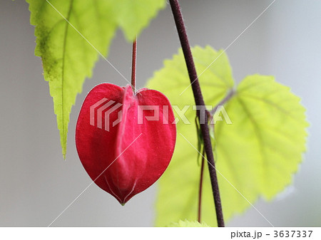 チロリアンランプの蕾 チロリアンランプの蕾 3637337