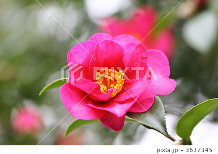 紅色のの山茶花 3637345