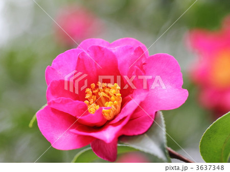 紅色のの山茶花 3637348