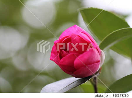 紅色の山茶花の蕾 3637350