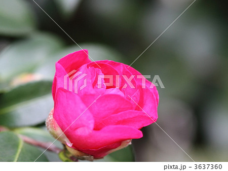 紅色のの山茶花 3637360