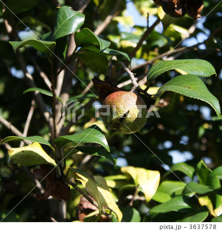 ヤブツバキの実 3637578