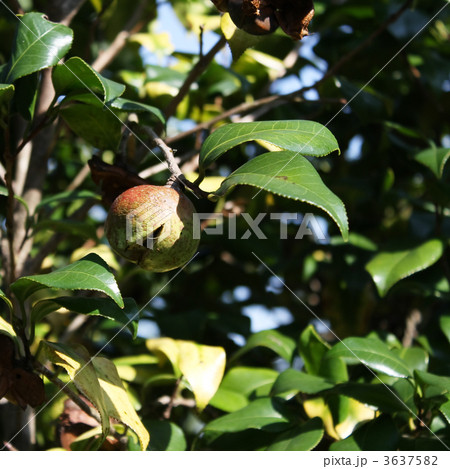 ヤブツバキ 3637582