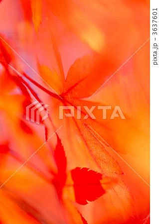 紅葉 紅葉 3637601