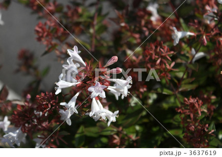 アベリア アベリア 3637619