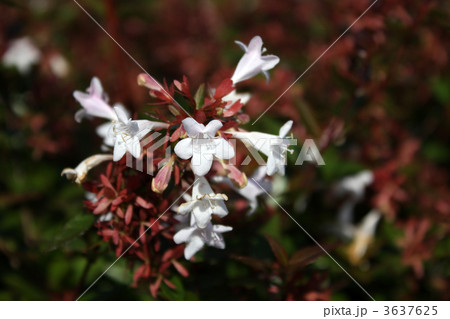 アベリア 3637625