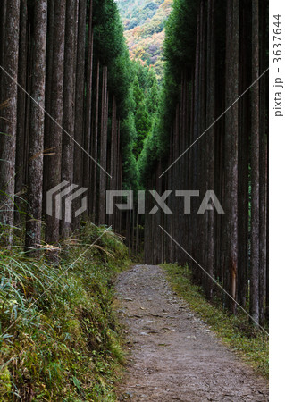 北山杉 北山杉 3637644