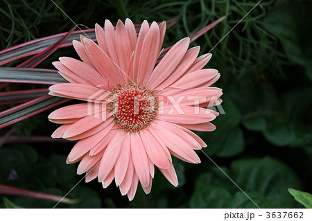 ガーベラ 3637662