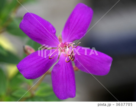 ノボタン 3637705